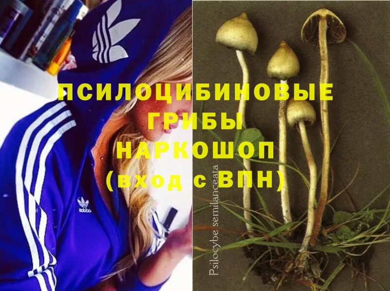 Псилоцибиновые грибы MAGIC MUSHROOMS  Ступино 